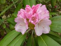 Rhododendron de Yakushima