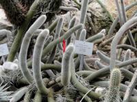 Cactus queue de rat