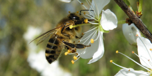 abeille-domestique
