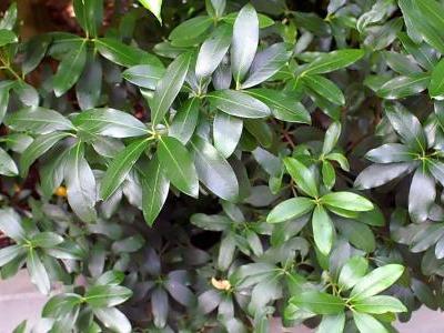acokanthere-oblongifolia-1