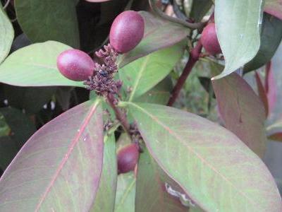 acokanthere-oblongifolia-2