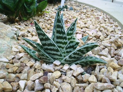 aloes-1