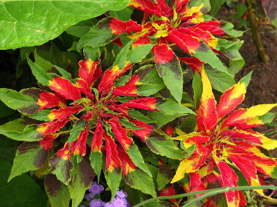 amaranthe-tricolore-1