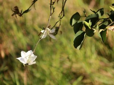 arbre-aux-orchidees-blanches-1