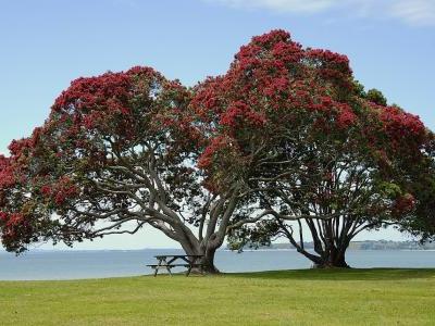 arbre-de-noel-de-nouvelle-zelande-1