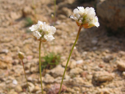 armerie-a-fleurs-blanches-1