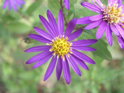 aster-ageratoides-2