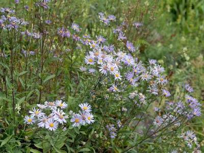 aster-amelle-1
