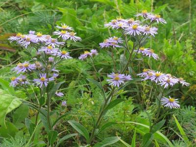 aster-amelle-2