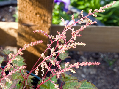 astilbe-a-feuilles-simples-1