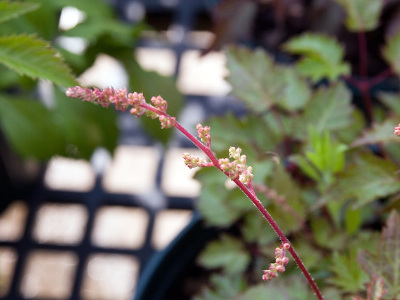 astilbe-a-feuilles-simples-2