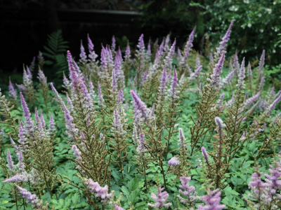 astilbe-d-arends-1