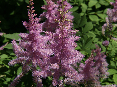 astilbe-d-arends-2