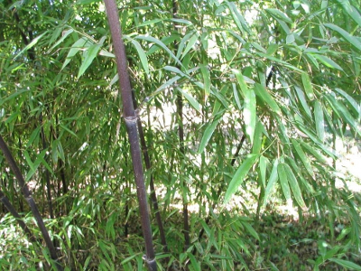 bambou-noir-1