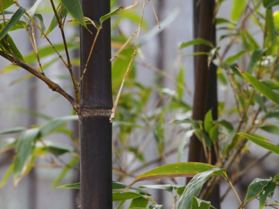 bambou-noir-2