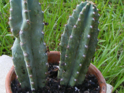 cactus-cierge-1