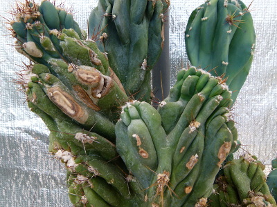 cactus-cierge-monstrueux-1