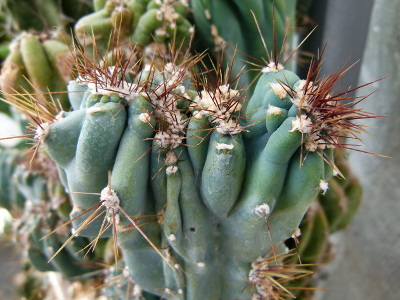 cactus-cierge-monstrueux-2