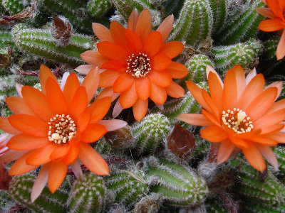 Lobe de Cactus SANS Racine APOROCACTUS Chamaecereus Silvestrii pour Pot de Fleur