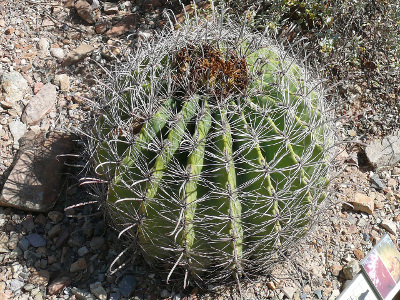cactus-feroce-1