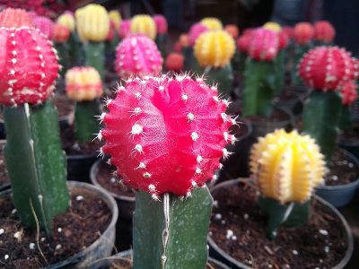 cactus-fraise-2