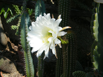 cactus-oursin-1