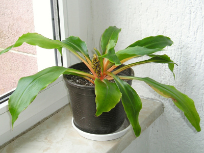 chlorophytum-orchidastrum-1