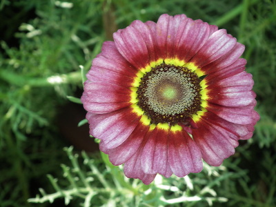 chrysantheme-tricolore-1