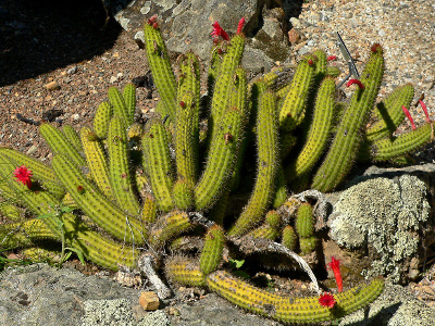 cleistocactus-samaipatanus-1