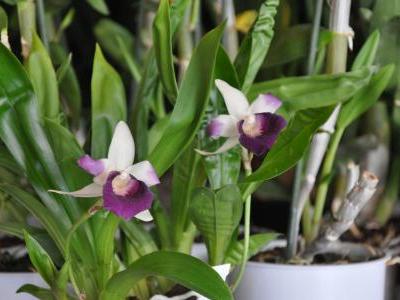 cochleanthes-discolor-1