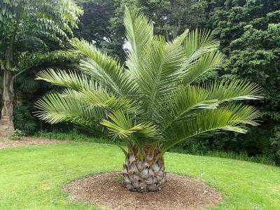 Cocotier Du Chili Jubaea Chilensis Taille Bouturage Entretien Cocotier Du Chili Jubaea Chilensis Taille Bouturage Entretien