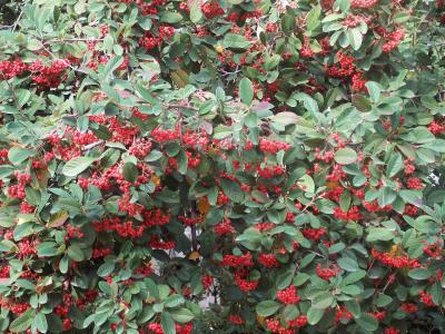 cotoneaster-2
