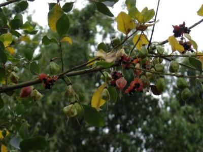crinodendron-patagua-2