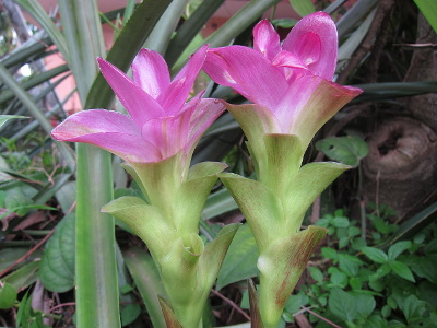 curcuma-angustifolia-1