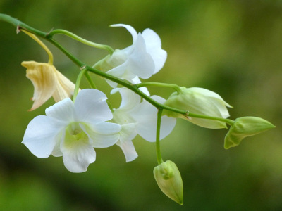 dendrobium-phalaenopsis-1