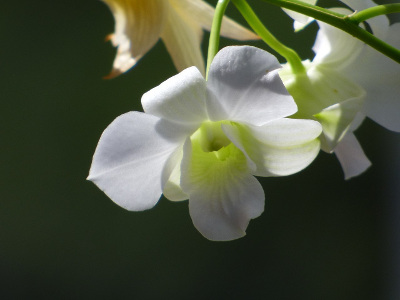 dendrobium-phalaenopsis-2