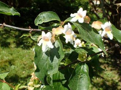 dipelta-tres-florifere-2