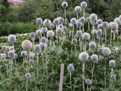echinops-a-tetes-rondes-1