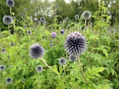 echinops-a-tetes-rondes-2
