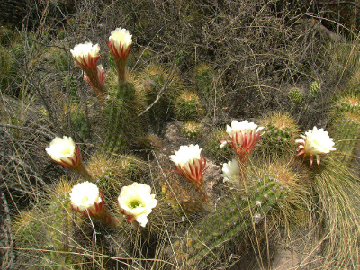 echinopsis-candicans-1