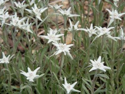 edelweiss-palibinianum-1
