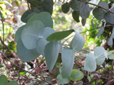 eucalyptus-cinerea-2
