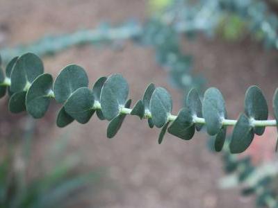 eucalyptus-de-gunn-1