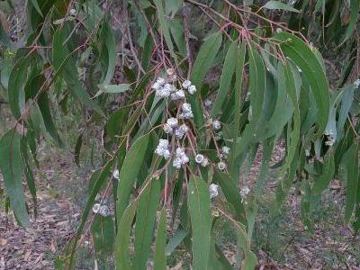 eucalyptus-globuleux-1