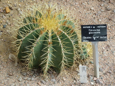 ferocactus-glaucescens-1