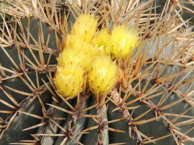 ferocactus-glaucescens-2