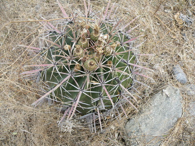 ferocactus-latispinus-1