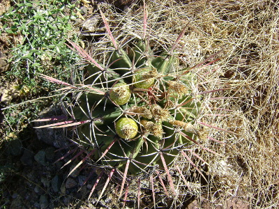 ferocactus-latispinus-2