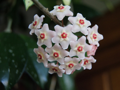 fleur-de-porcelaine-2