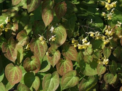 fleur-des-elfes-pubigerum-2